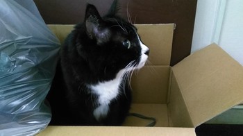 猫 箱 ハナ