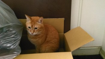 猫 箱 チャチビ
